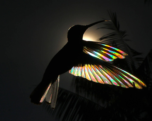 christian spencer captures rainbow effect as sunlight passes through hummingbirds' wings