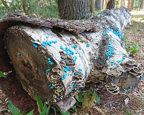 toshihiko shibuya's pushpin installation in japanese public garden emulates spore masses