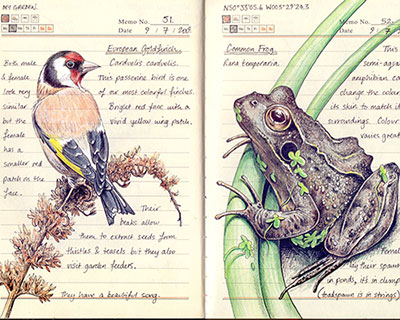 jo brown's meticulous illustrations document the flora and fauna of the countryside