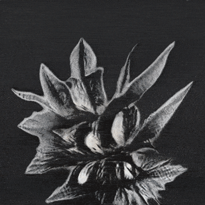 watch plant species morph into one another in AI-generated animations by stanislas chaillou - 1