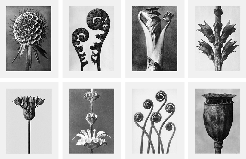 watch plant species morph into one another in AI-generated animations by stanislas chaillou - 6
