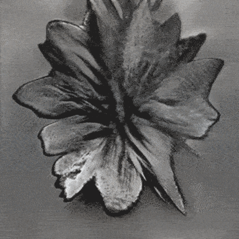 watch plant species morph into one another in AI-generated animations by stanislas chaillou - 4