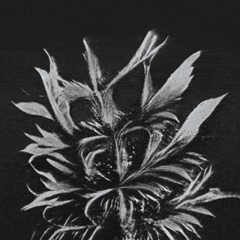 watch plant species morph into one another in AI-generated animations by stanislas chaillou - 7