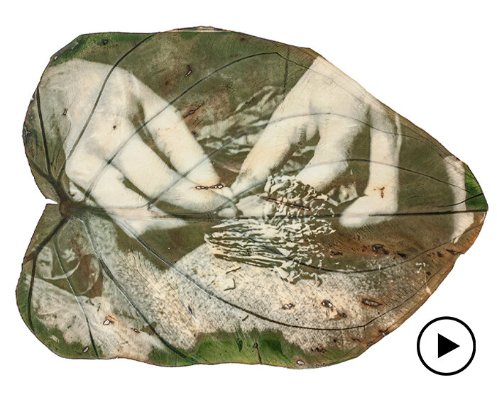 almudena romero uses sunlight to print images directly onto leaves
