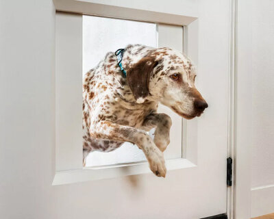 the app-controlled myQ pet portal gives dogs more freedom while you're away