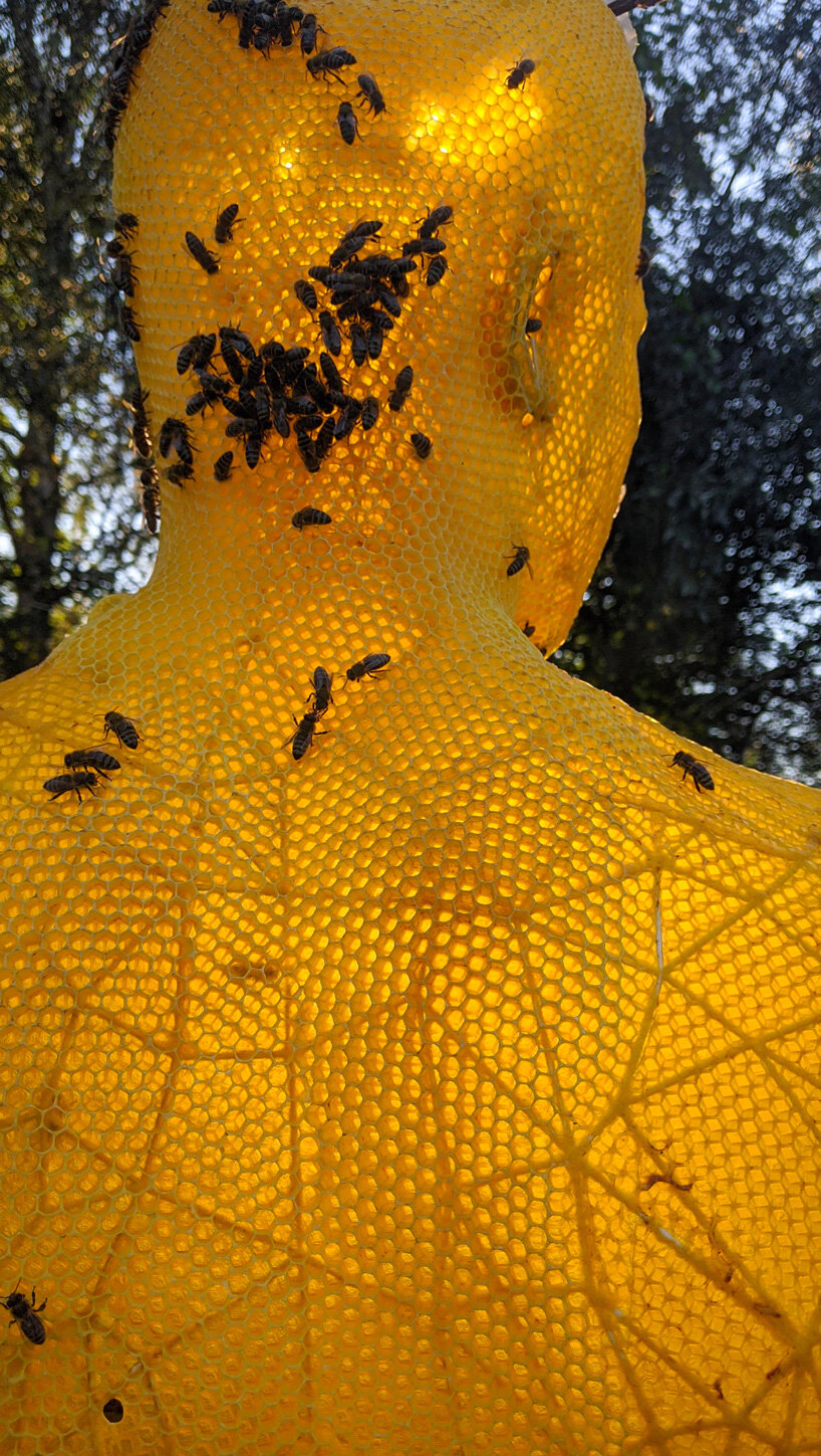 tomáš libertíny sculpts beeswax version of the nefertiti bust together with 60.000 honeybees