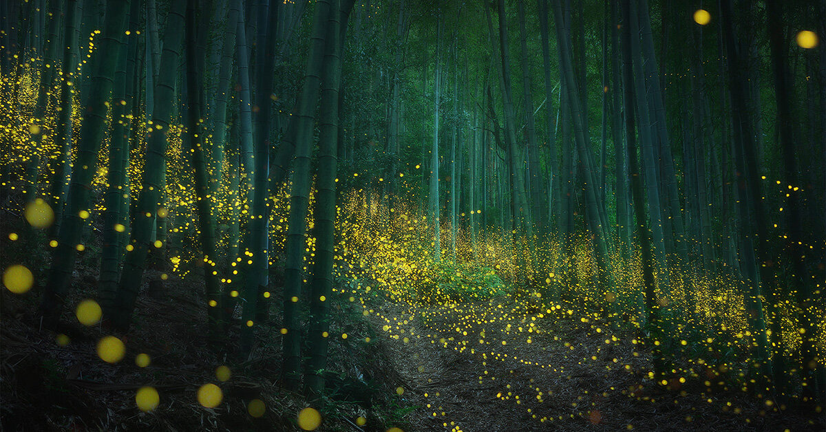 Daniel Kordan Captures An Enchanted Japanese Forest Lit By Fireflies