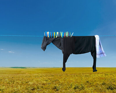 helga stentzel hangs clothes to create surreal farm animal illusions