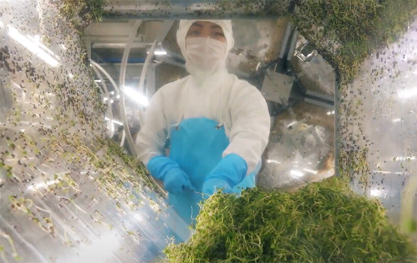 japan opens the super sprout factory, a completely artificial light type plant factory