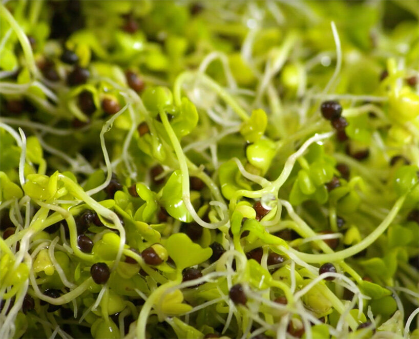 japan opens the super sprout factory, a completely artificial light type plant factory