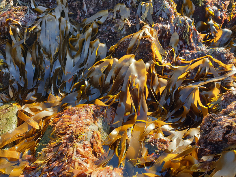 katrín thorvaldsdottir sculpts intricate masks using raw organic kelp from the icelandic ocean