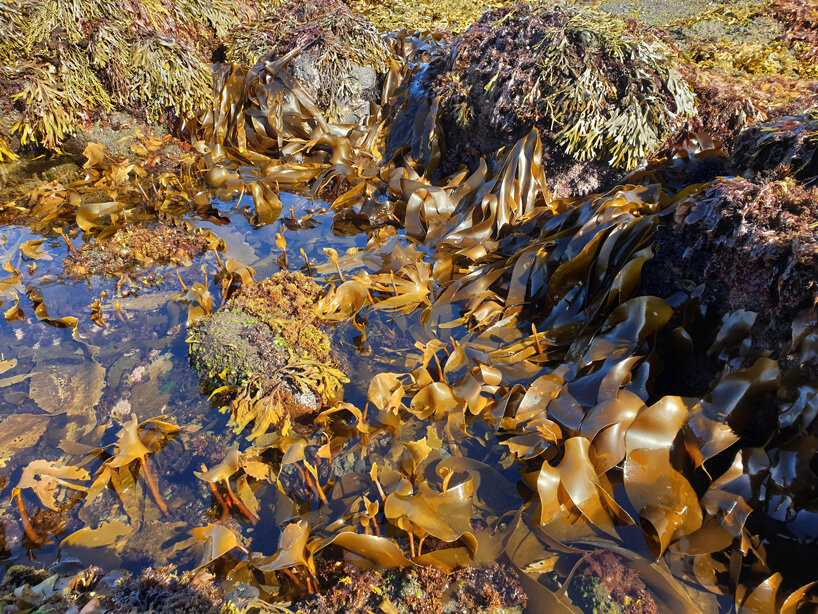katrín thorvaldsdottir sculpts intricate masks using raw organic kelp from the icelandic ocean - 2
