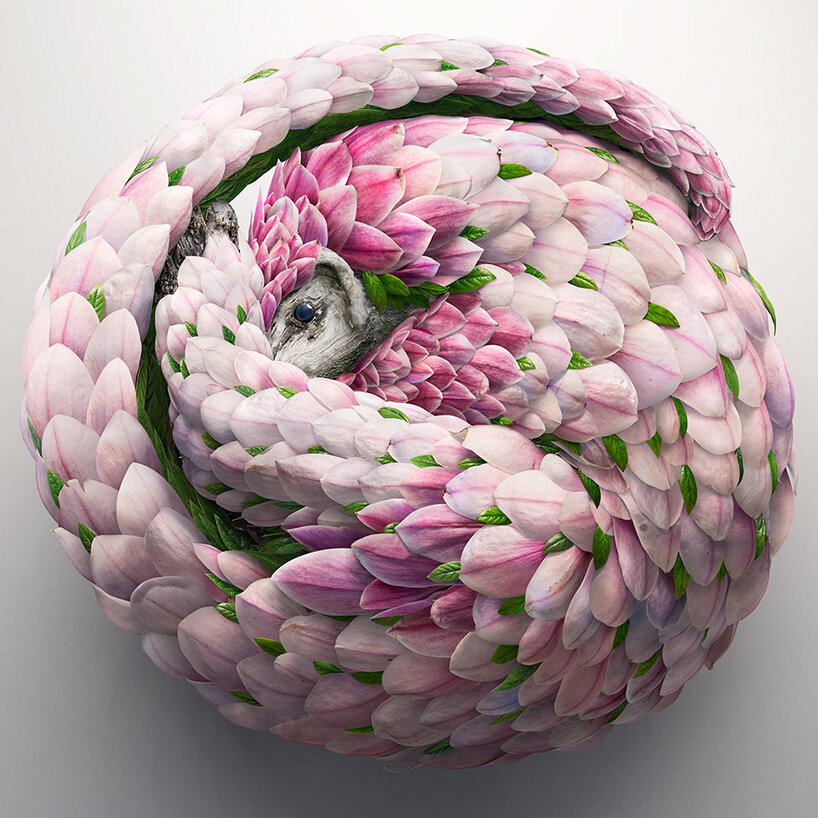 flower petals form fantastical exotic animals by josh dykgraaf
