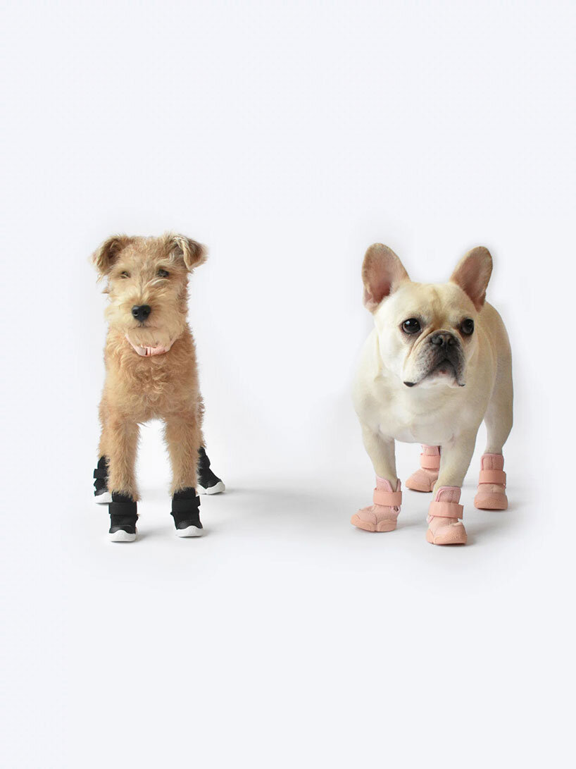 Dog Sneakers (Borough) – Le Chien Bleu NY