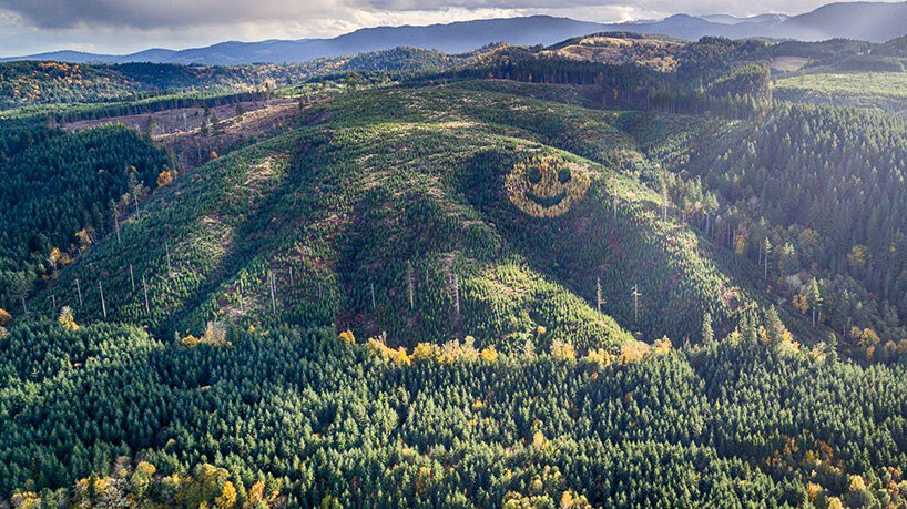trees form a smiley face along oregon's douglas fir forest