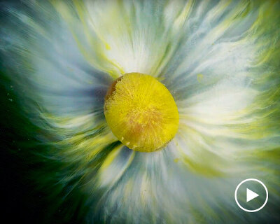 watch M&M's dissolve in water in this mesmerizing macro footage by another perspective