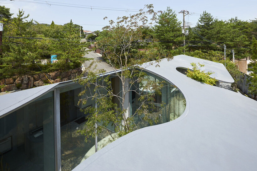sculptural roof curves around growing trees in tomohiro hata house in okuike, japan