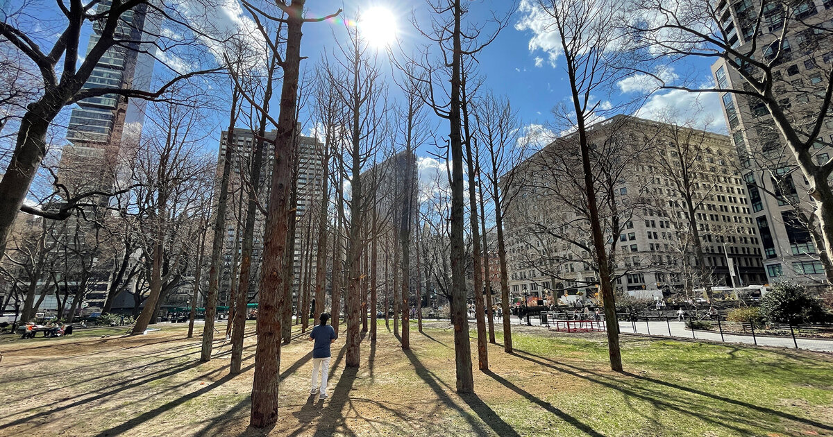 maya lin curates a 'ghost forest' of trees killed by climate change in new york city - Designboom