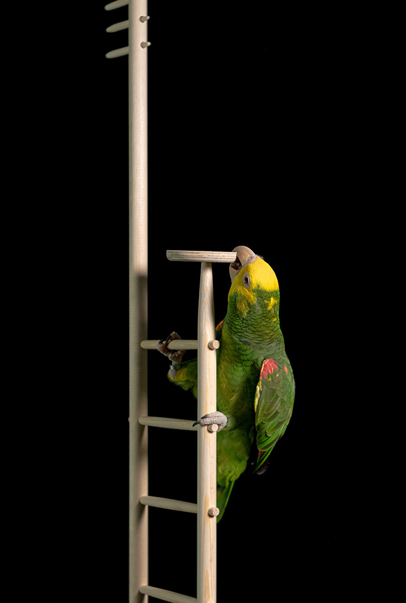 studio ossidiana's installations spatializes coexistence of humans + birds in venice 