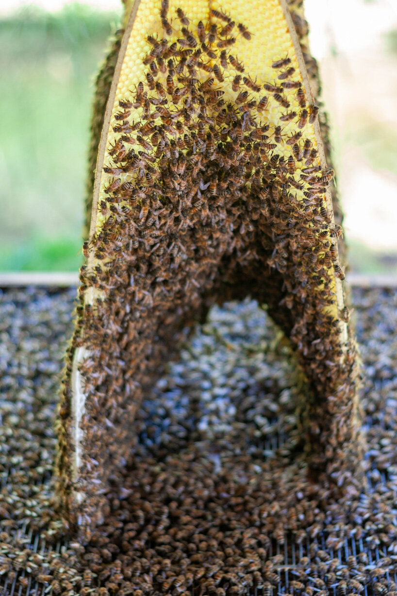tomáš libertíny exhibits architecture sculpted by bees at the venice biennale