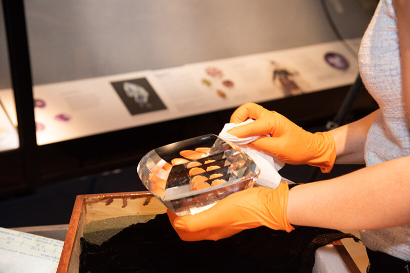 american museum of natural history