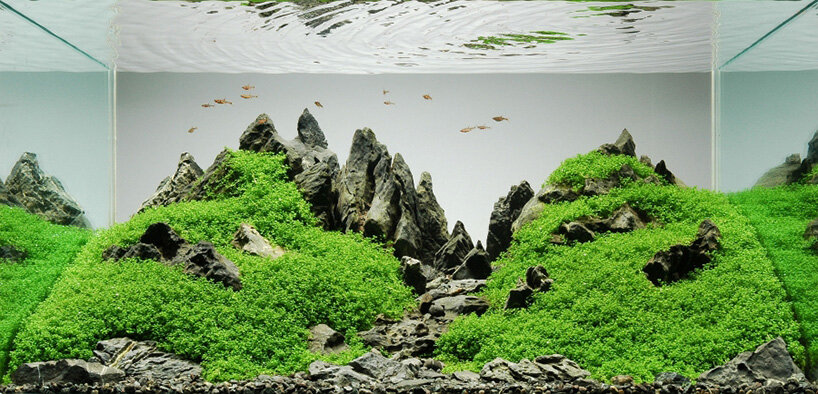 diving into aquascaping, the art of underwater landscape architecture and design and style