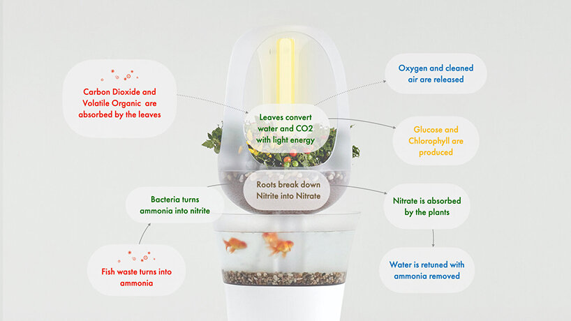 'eva' indoor aquaponics furniture grows fresh vegetables from fish waste