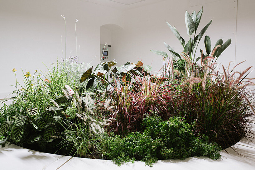 erez nevi pana installs flora fauna, a plant-based choreographed circus 