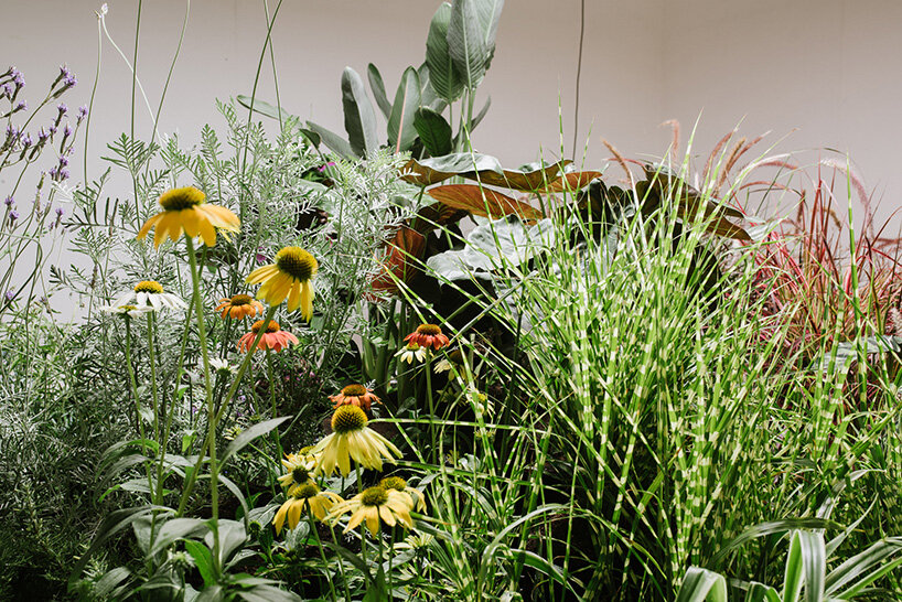 erez nevi pana installs flora fauna, a plant-based choreographed circus 