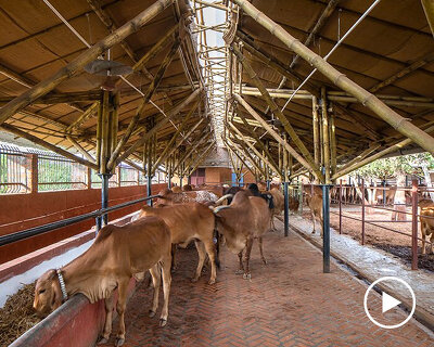 bamboo cow shelter in india is designed by compartment S4 to improve cattle health