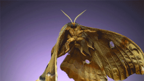 Moth Sound Animation Moth Flying