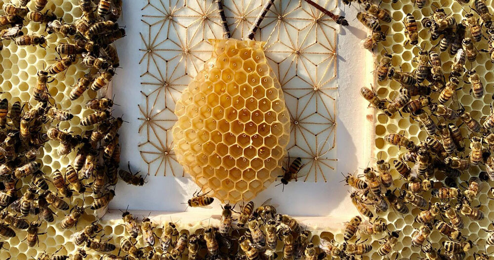 collaborating with honeybees, ava roth's artwork is encased in honeycomb