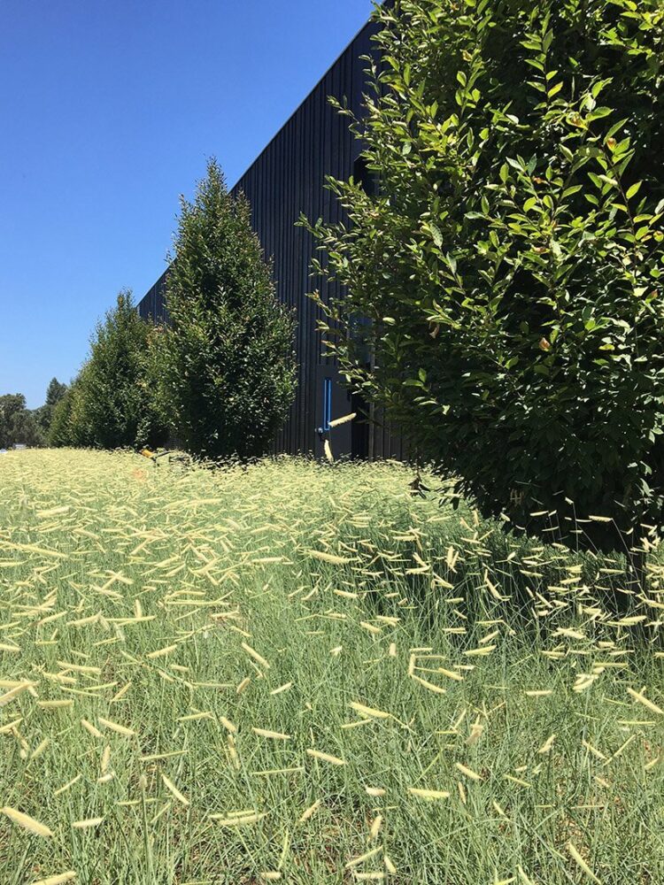 meadows of blonde ambition grasses define the production environment at silver oak