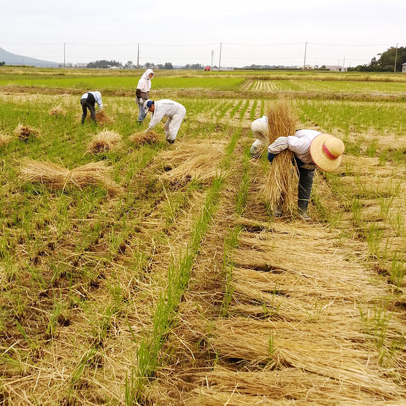 rice straw is a traditional resource from nishikan