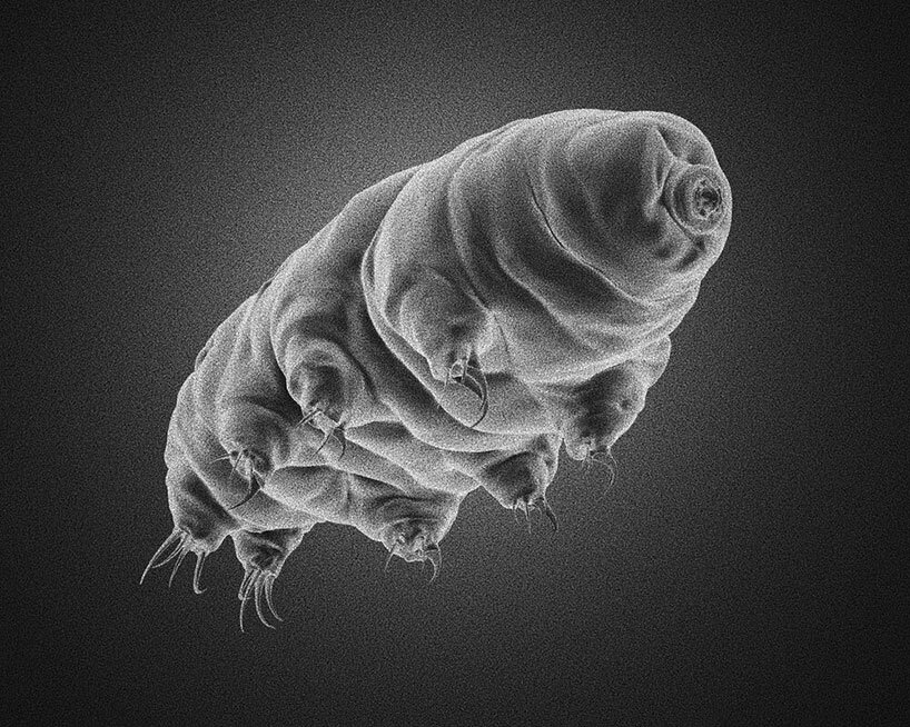 tardigrades are one of the most resilient animals, while individual species are able to survive extreme conditions of any kind. they are real survivors who have also remained the hardness of outer space, image by hookie