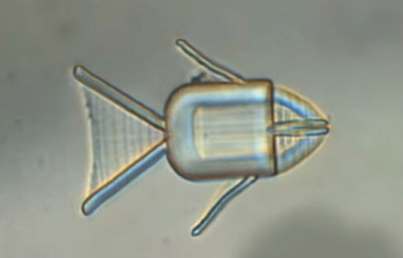 TOP 10 robotic and artificial intelligence stories of 2021