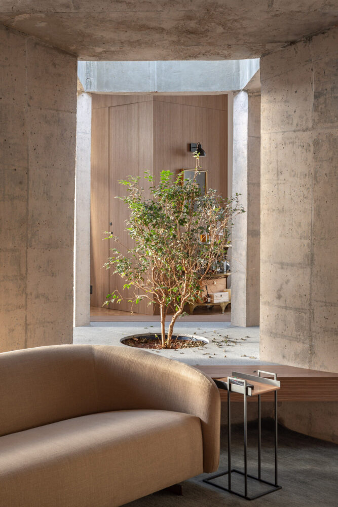a tree grows in the center of the home's social area