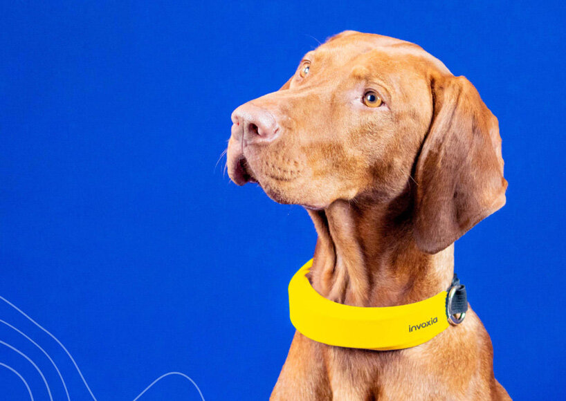This smart collar from Invoxia can also detect your pet's abnormal heart  rhythms