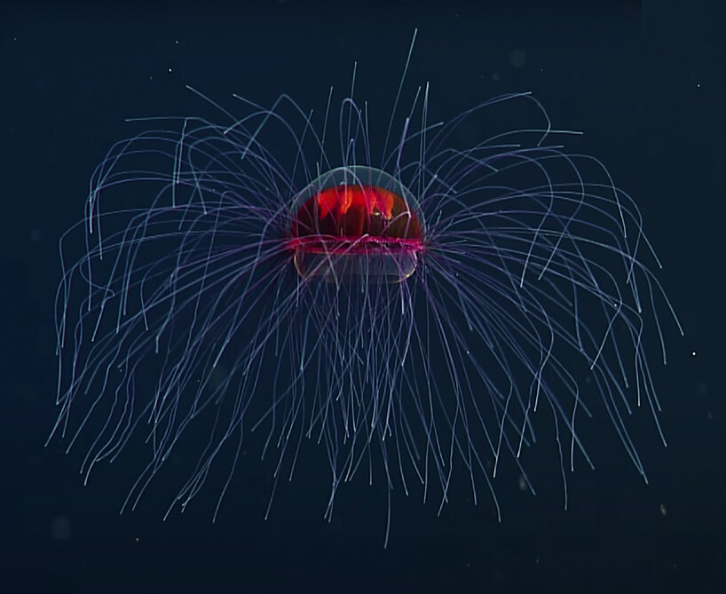 MBARI's rate footage of the psychedelic jellyfish
