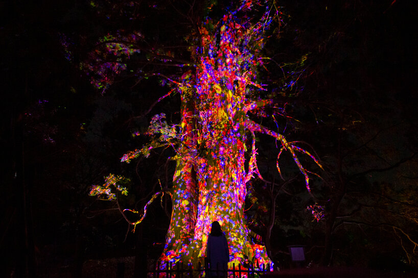teamLab, ever blossoming life tree - giant taro cedar © teamLab