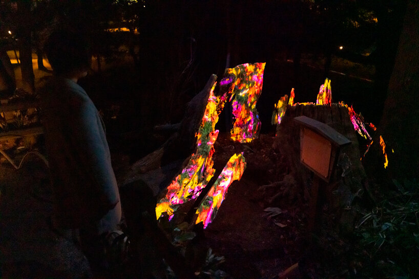 teamLab, ever blossoming life tree - fallen jiro cedar © teamLab