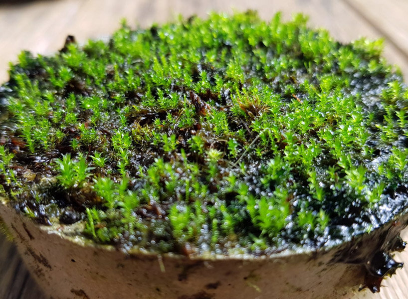 How To Grow Moss  Complete Step By Step Guide (2022)