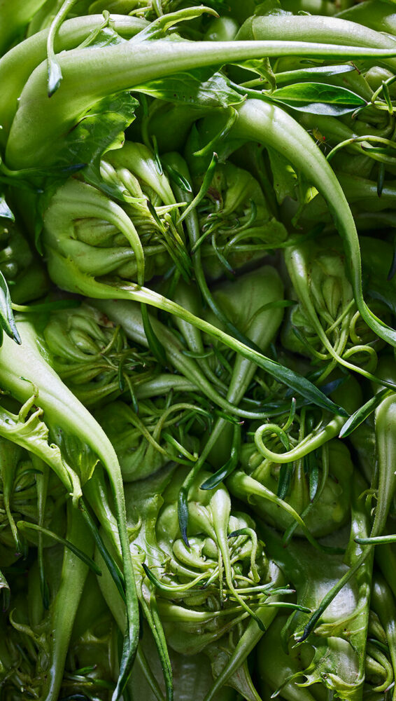 carolien niebling (b. 1984), puntarelle - image by lorenz nugin