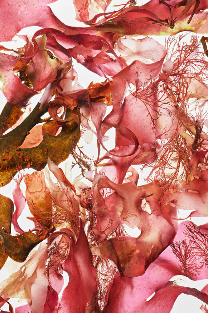 carolien niebling (b. 1984), dulse - image by lorenz nugin
