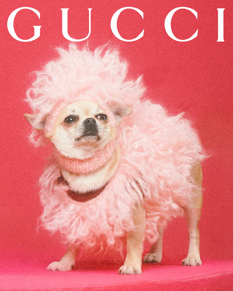 Gucci Pet Collection features luxury accessories, clothing, and