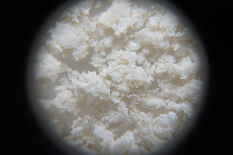 close-up shot of the lee after decomposition