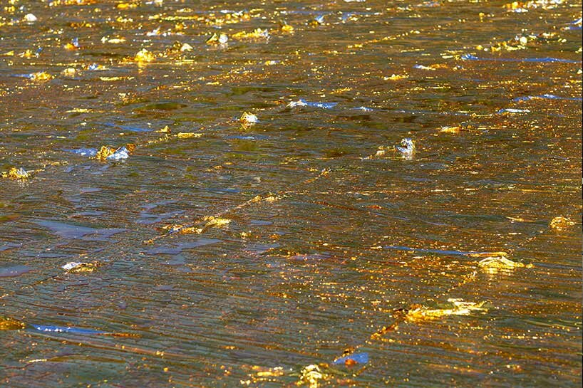 nari ward's 'gilded darkness' by fondazione nicola trussardi reflects today's societal issues