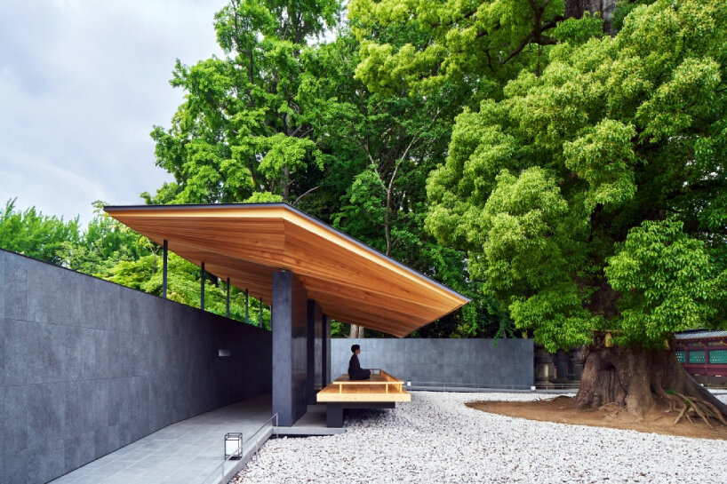 hiroshi nakamura’s ueno toshogu shrine juyosho in japan revives cut-down ginkgo tree