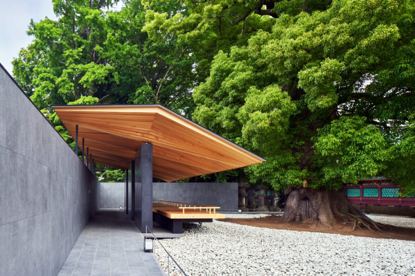hiroshi nakamura’s ueno toshogu shrine juyosho in japan revives felled ginkgo tree as roof