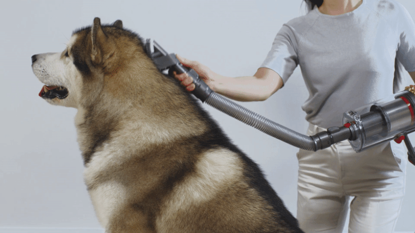 dyson grooms fluffy pets with vacuum kit for no-mess cleaning